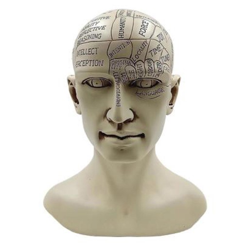 Phrenology human head bust - phrenology, –